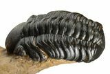 Large Metacanthina Trilobite With Reedops - Lghaft, Morocco #381585-8